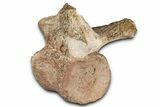 Fossil Plesiosaur (Thililua?) Sacral Vertebra - Asfla, Morocco #354429-2